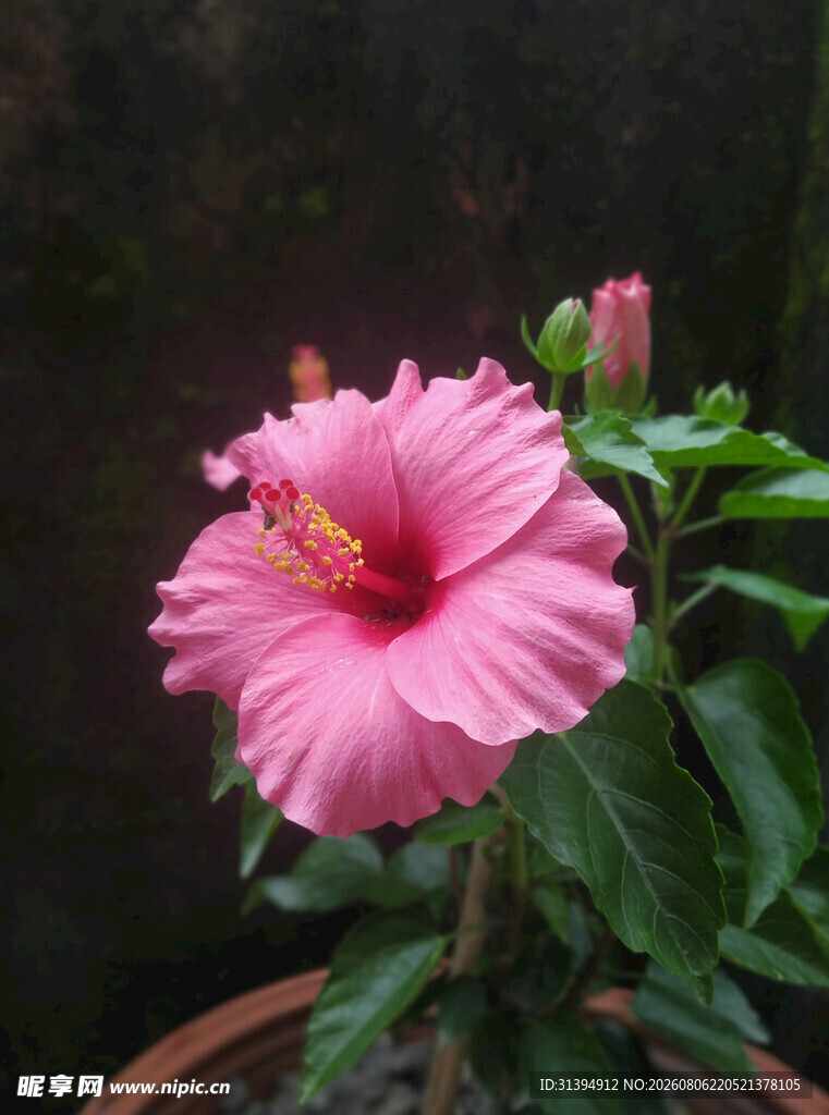 粉色木槿花绽放