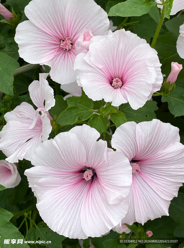 粉色牵牛花绽放