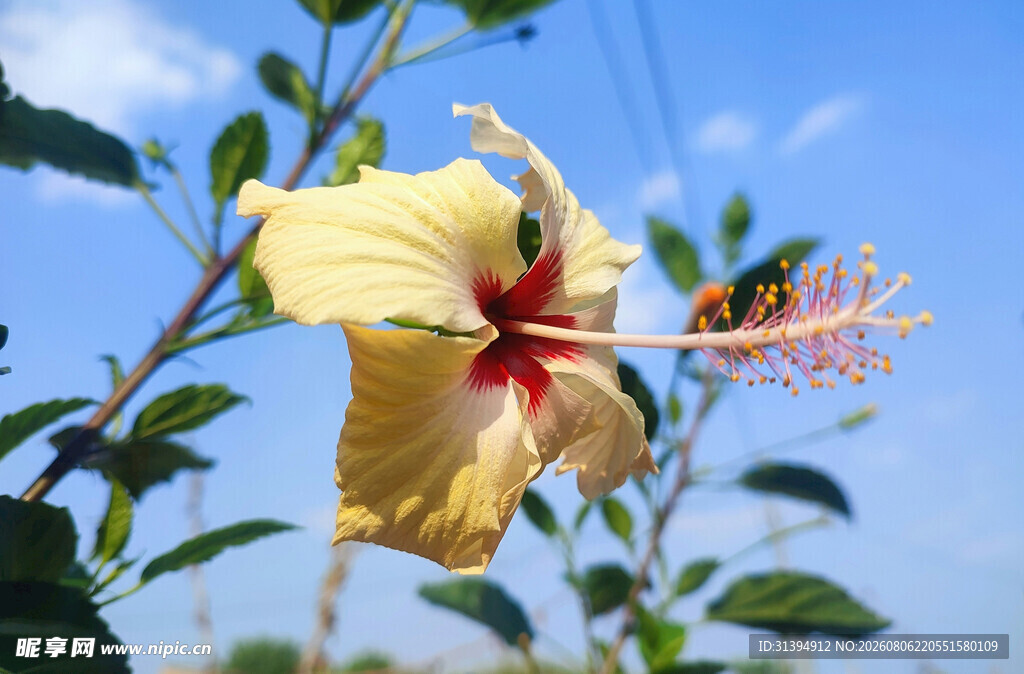 黄槿花上的小昆虫
