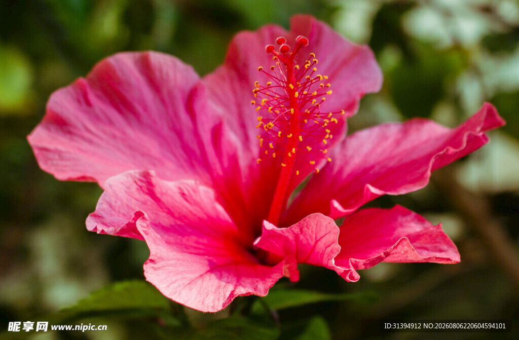 娇艳粉色木槿花特写