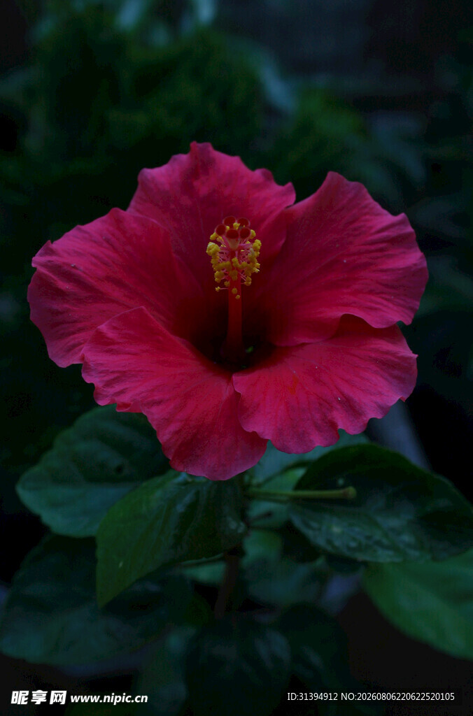 娇艳红扶桑花特写