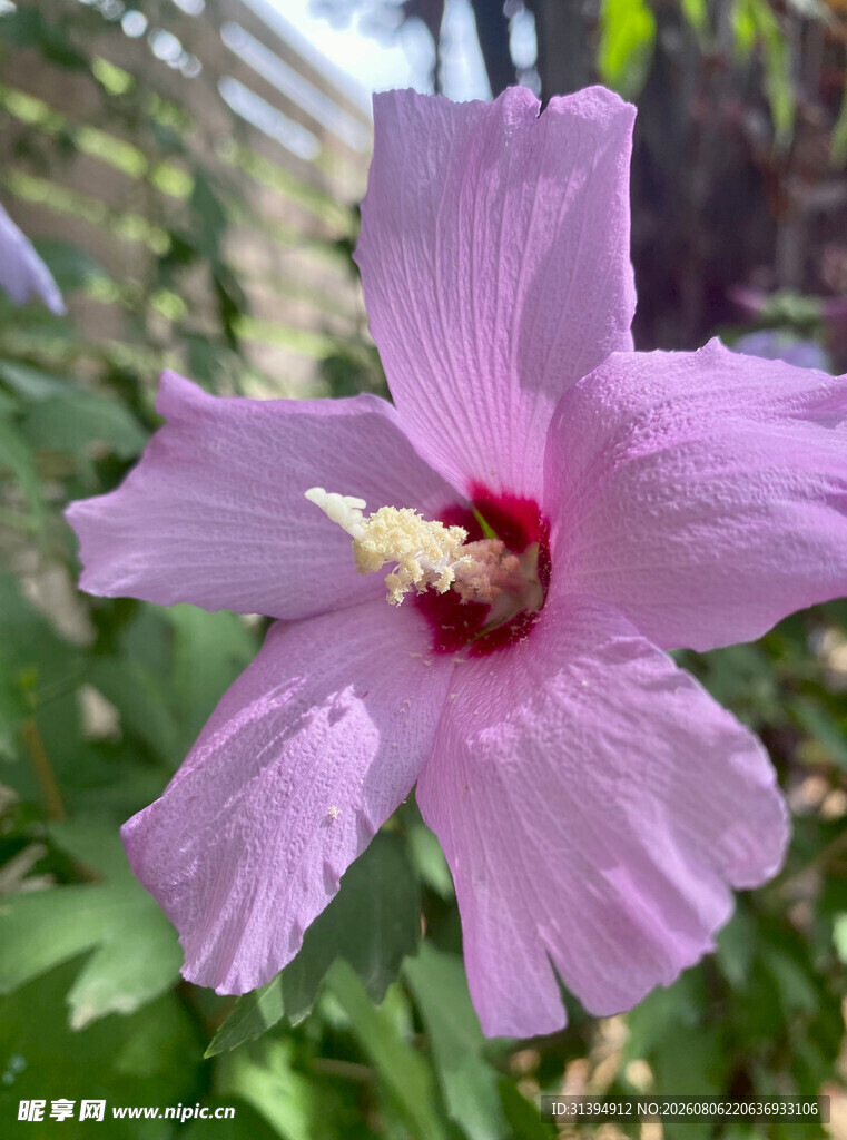 淡紫色木槿花特写