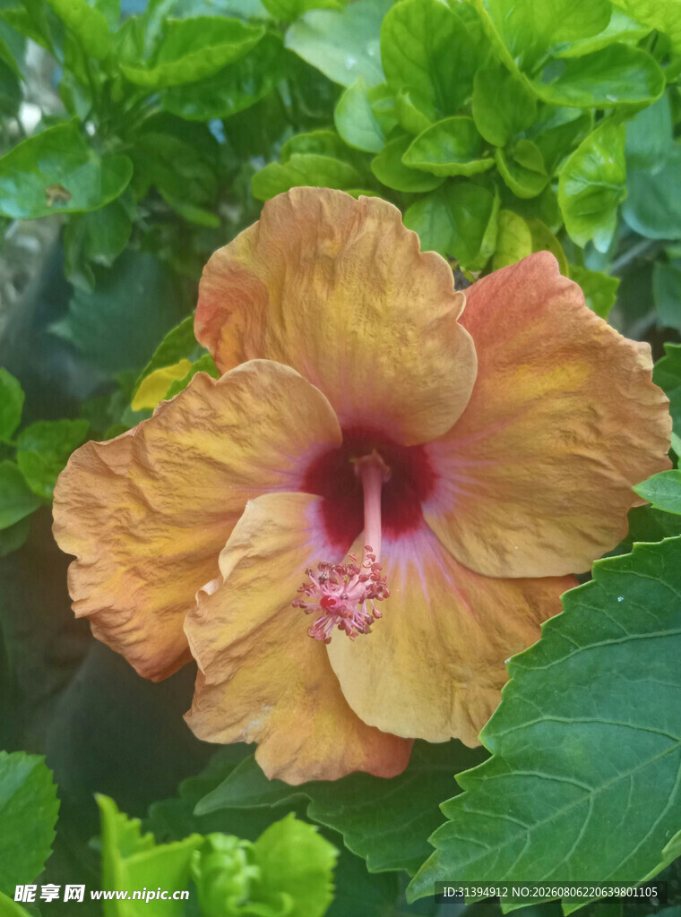 橙黄色木槿花绽放