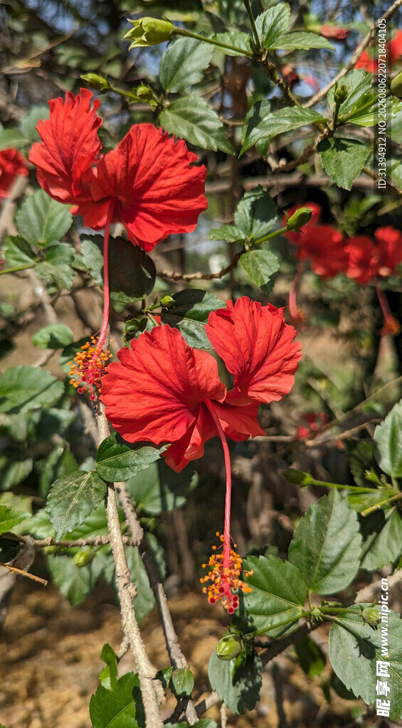 艳丽红色花朵绽放
