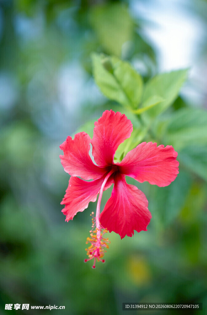 娇艳木槿花
