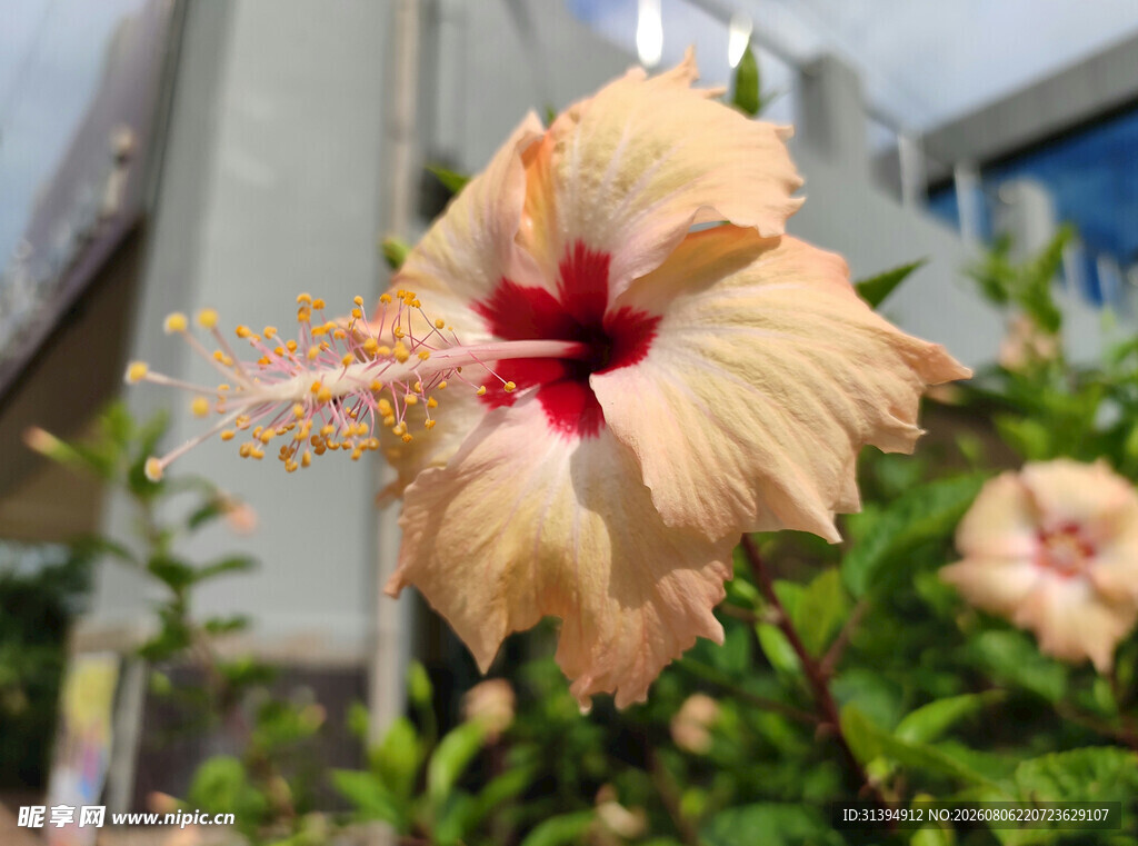 淡黄木槿花绽放