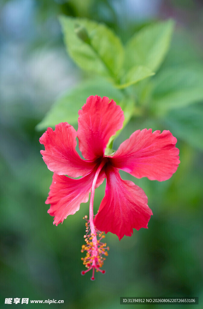 娇艳红扶桑花特写