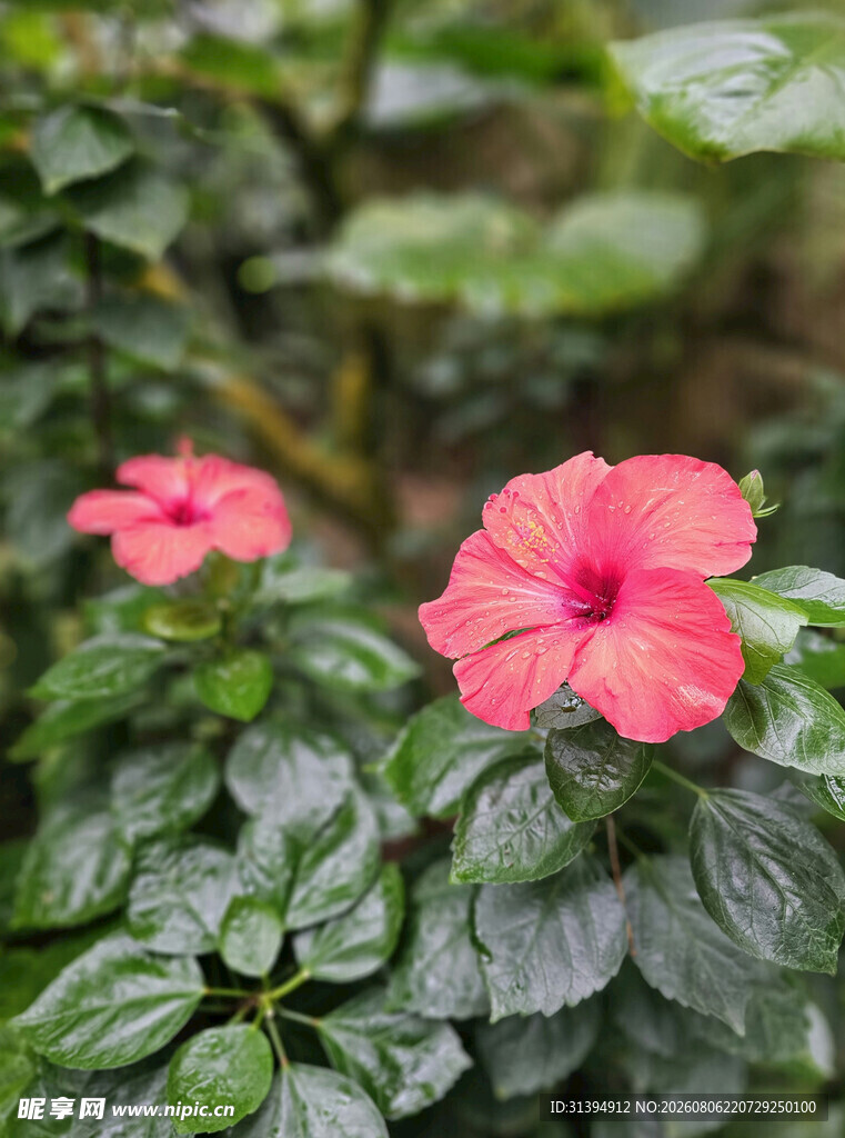 娇艳粉色花朵绽放绿叶间