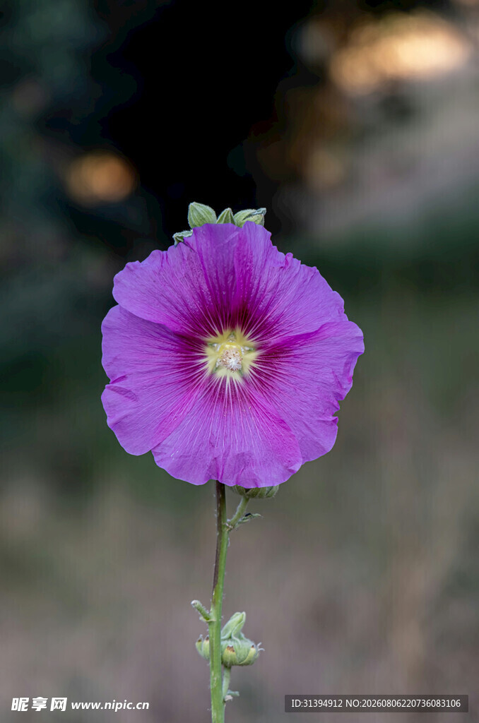 紫色蜀葵特写