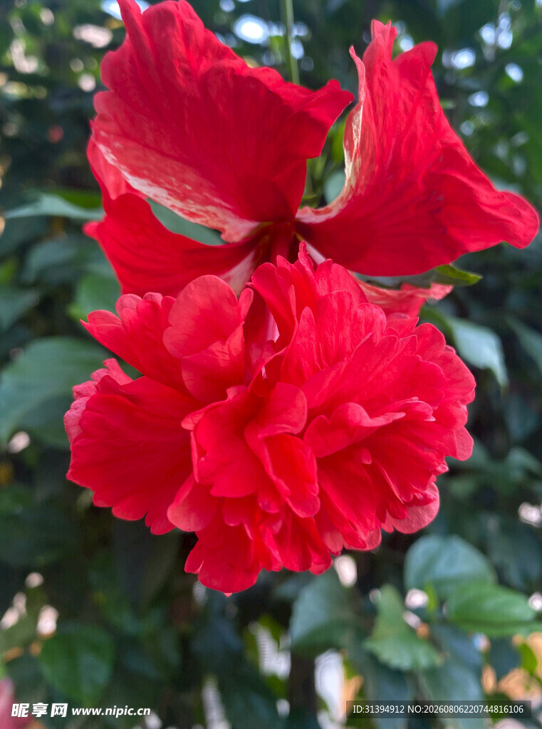 娇艳红玫瑰绽放