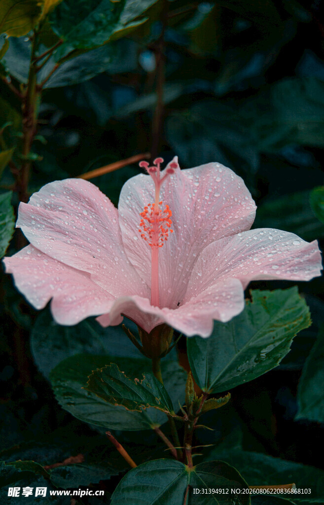 粉色木槿花特写
