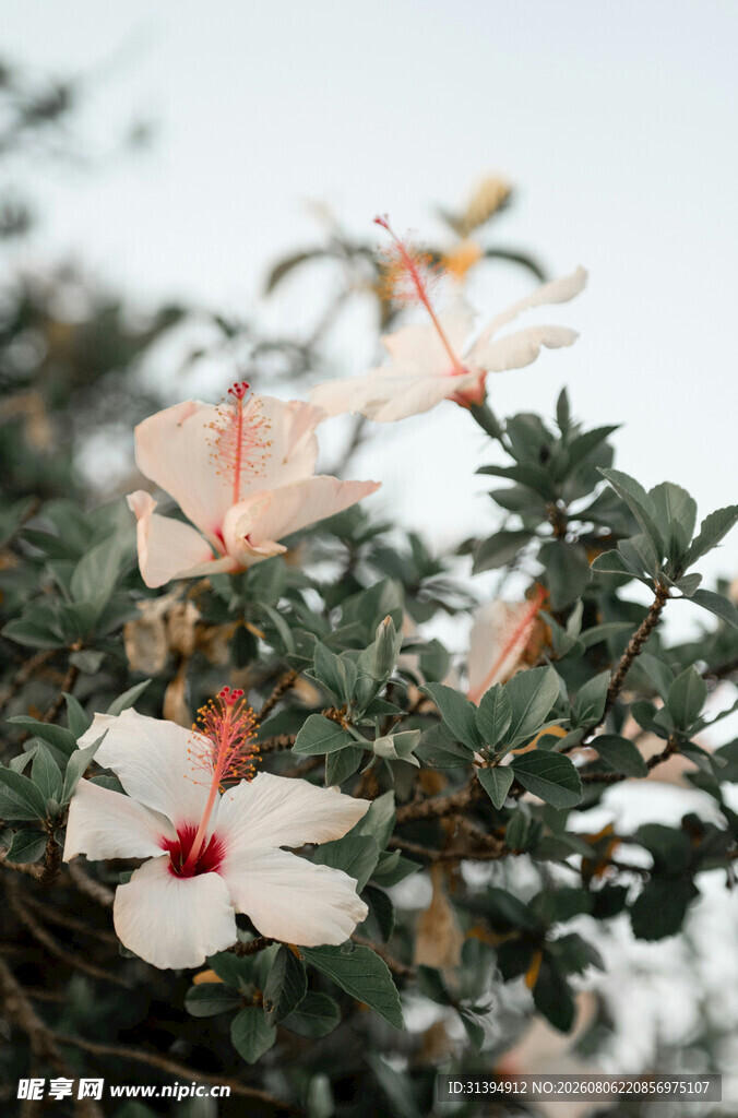 白色木槿花绽放枝头