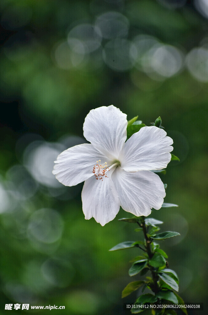 白色单朵小花绽放