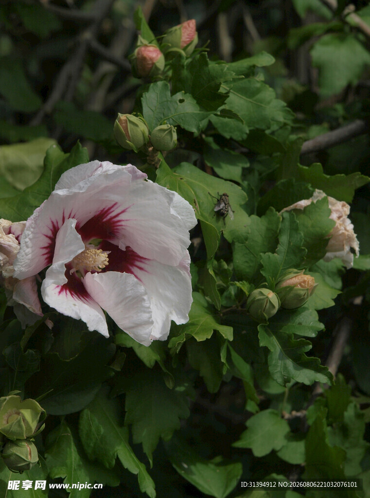 白色木槿花特写