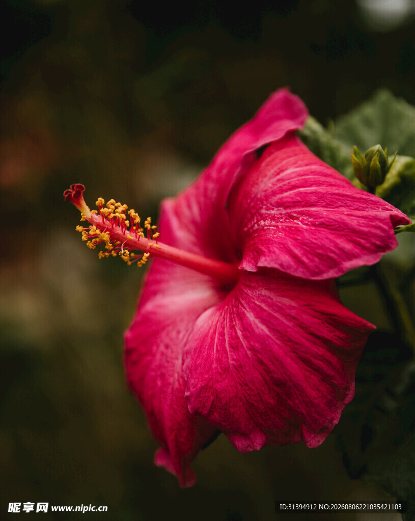 艳丽朱槿花
