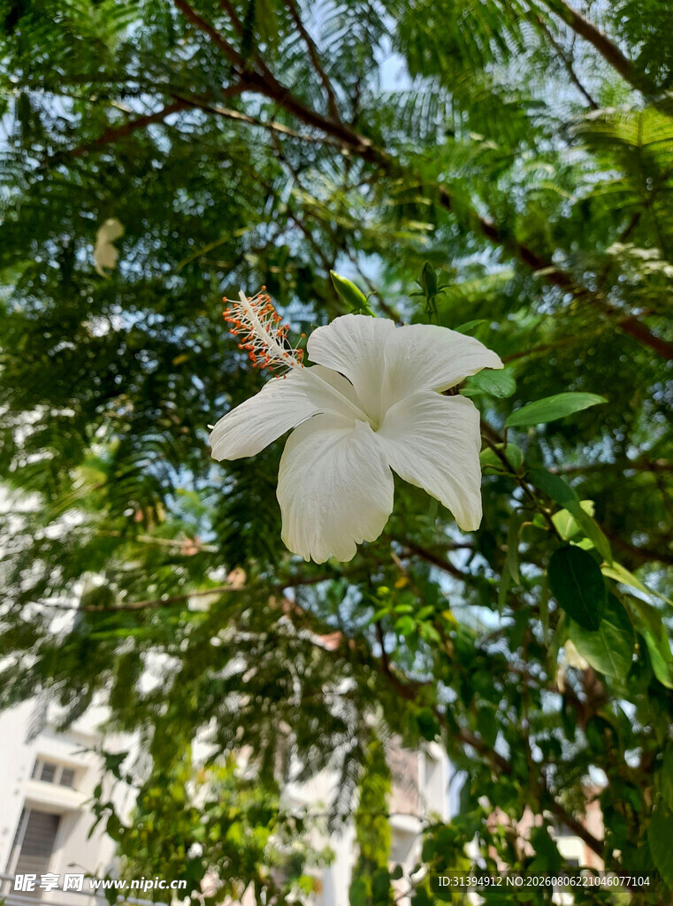 枝头绽放的白色美丽花朵