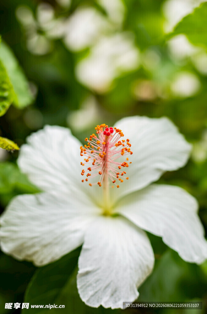 白色木槿花特写