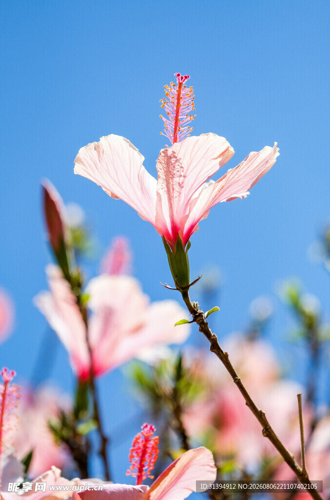 粉色木槿花绽放蓝天之下