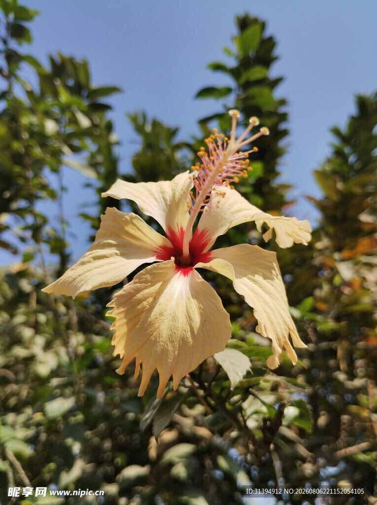 淡黄木槿花特写