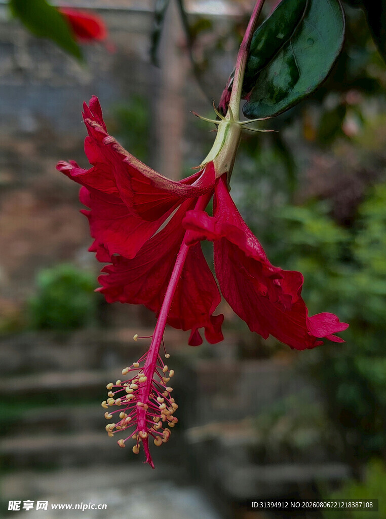 娇艳红扶桑花特写