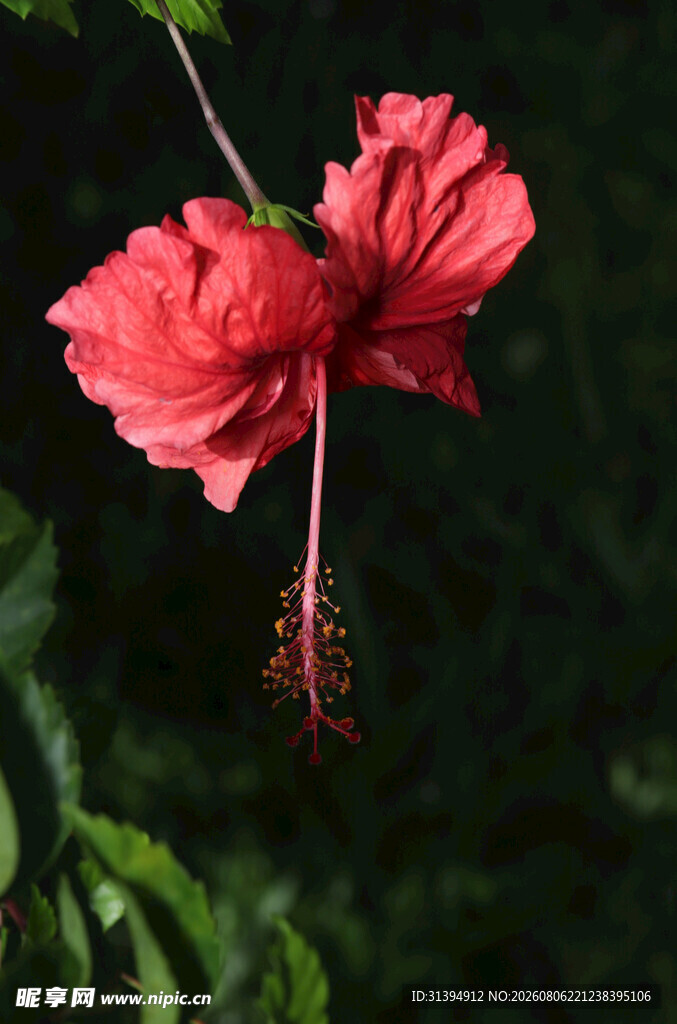 娇艳红扶桑花特写