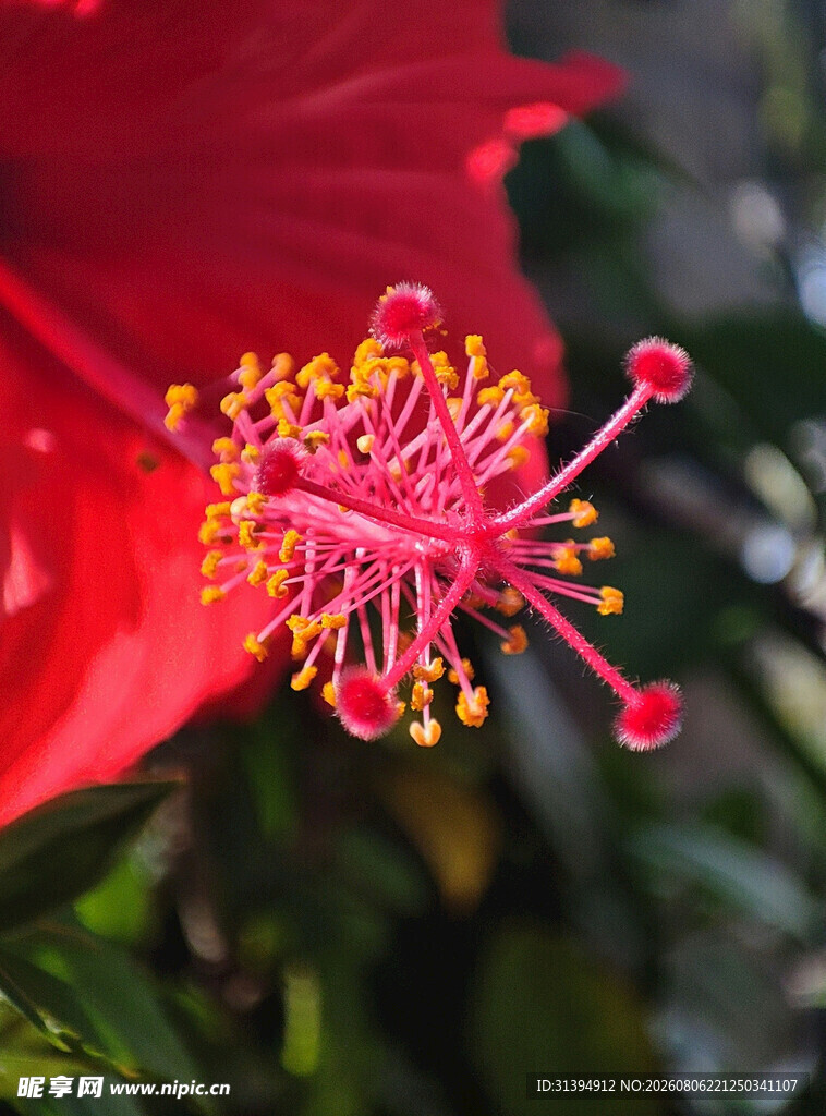 娇艳朱槿花蕊特写