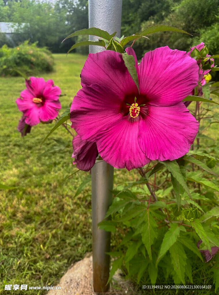 娇艳粉色木槿花绽放