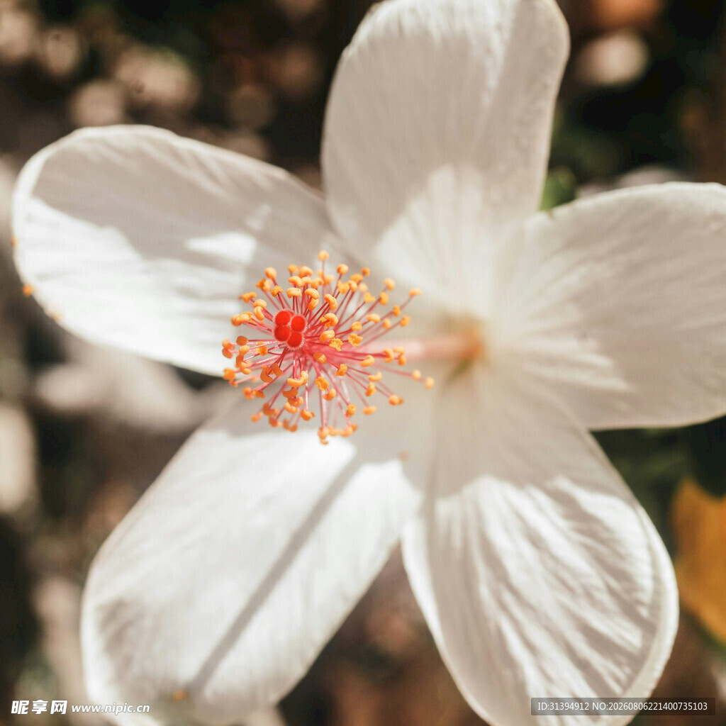 白色木槿花特写