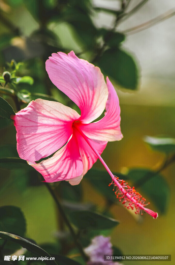 娇艳粉色木槿花特写