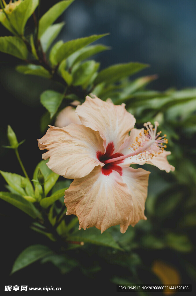 淡黄色木槿花特写