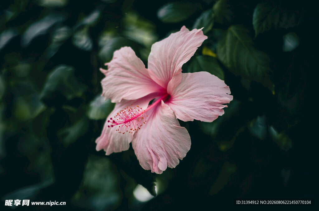 粉色木槿花特写