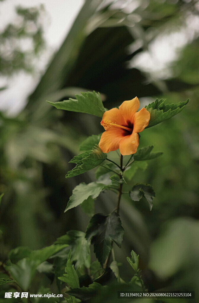 娇艳扶桑花绽放绿叶间