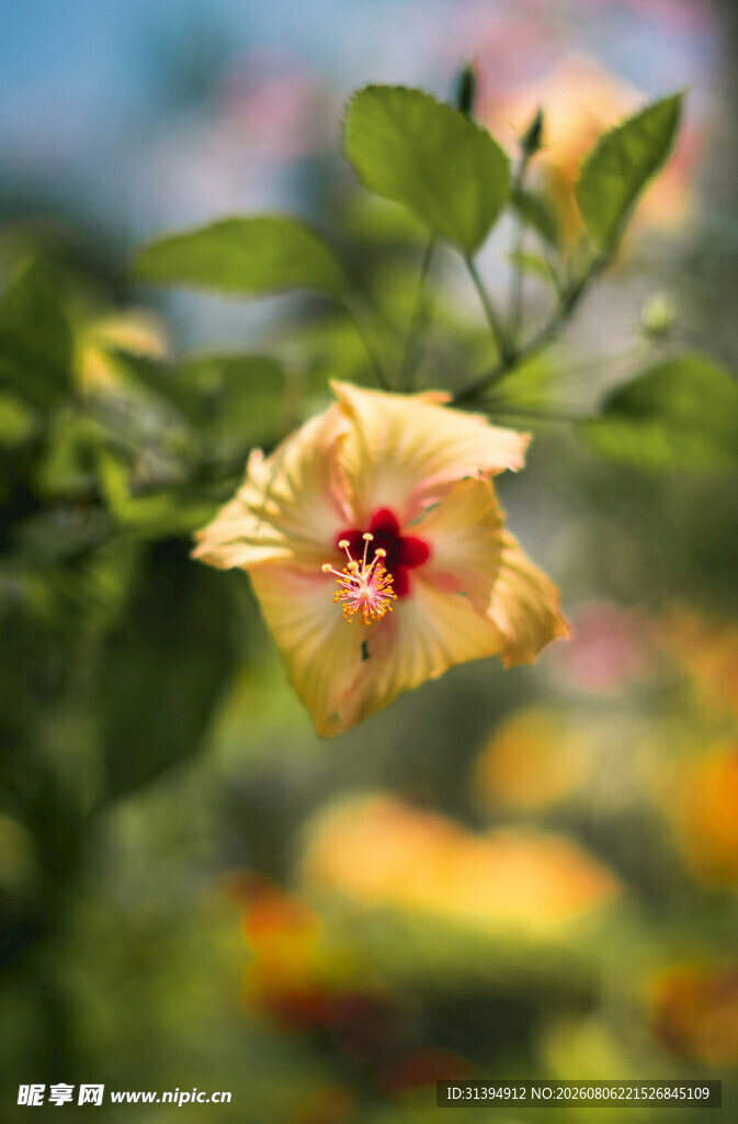 黄色木槿花特写