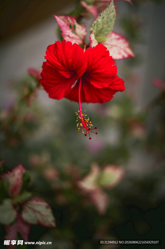 娇艳朱槿花