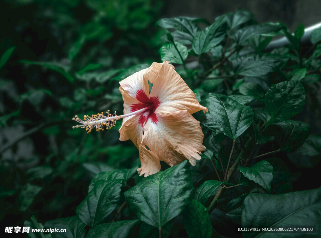 黄色木槿花绽放绿叶间