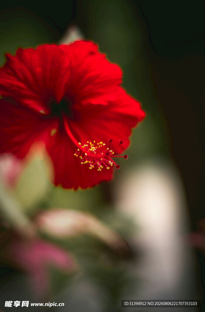 娇艳红扶桑花特写