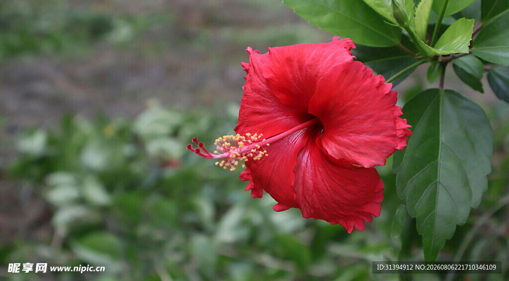 娇艳红扶桑花