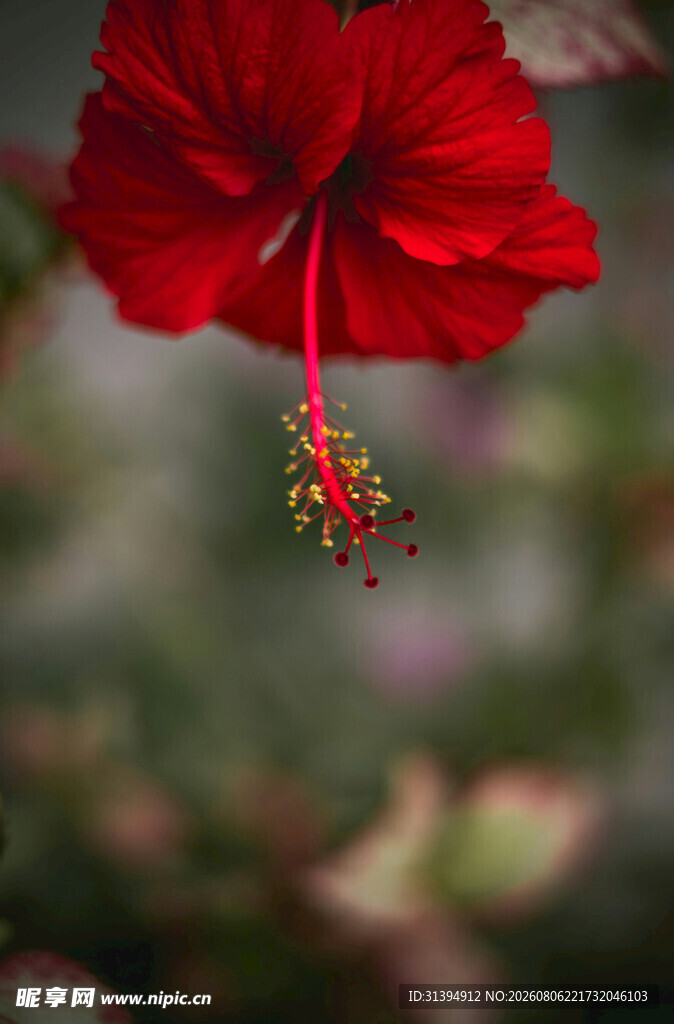 娇艳红扶桑花特写