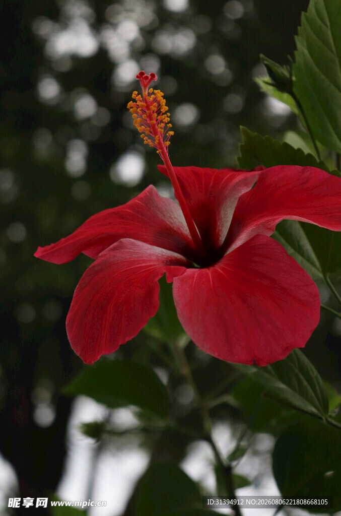 娇艳红扶桑花特写