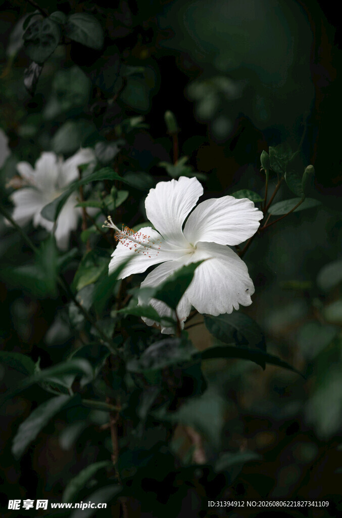 洁白木槿花绽放绿叶间
