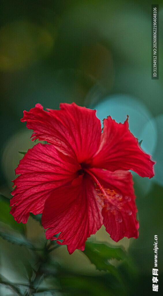 娇艳红扶桑花