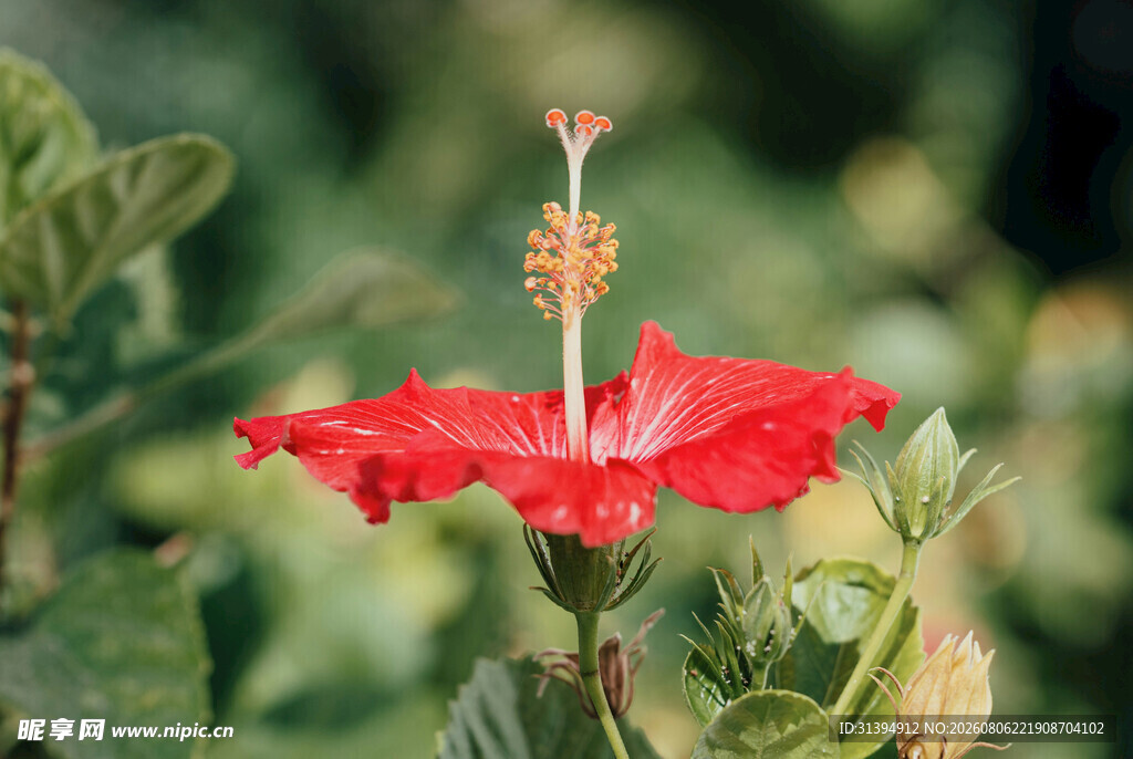 娇艳红色木槿花绽放