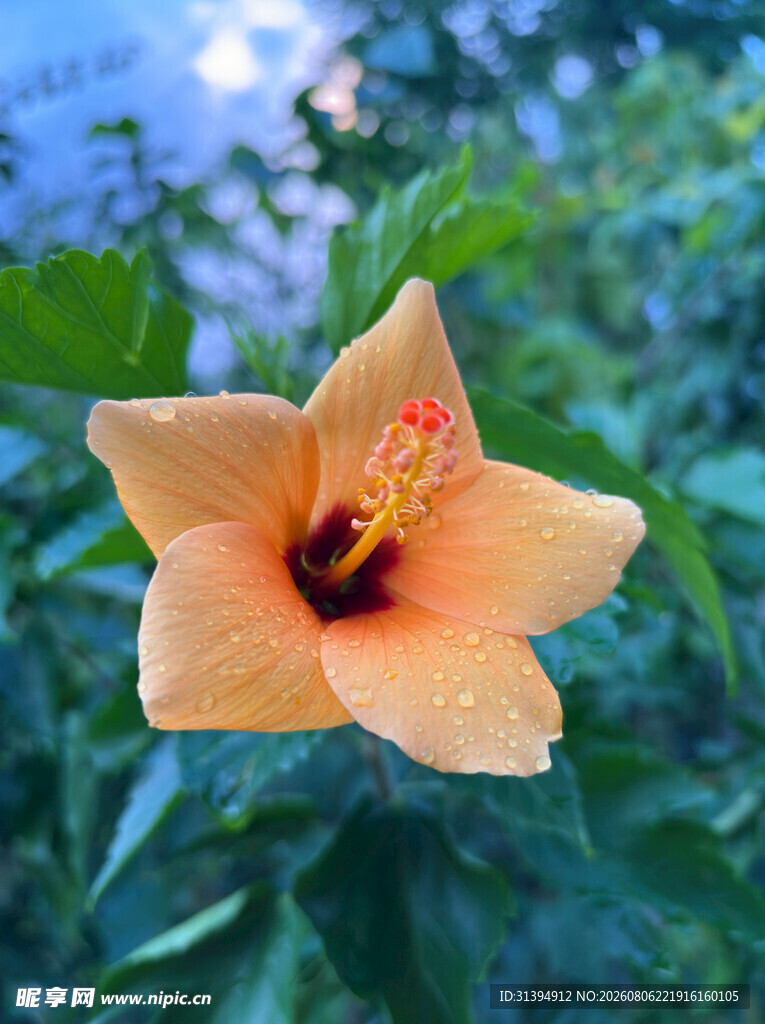 橙色木槿花特写