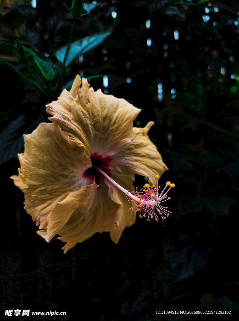 黄色木槿花特写