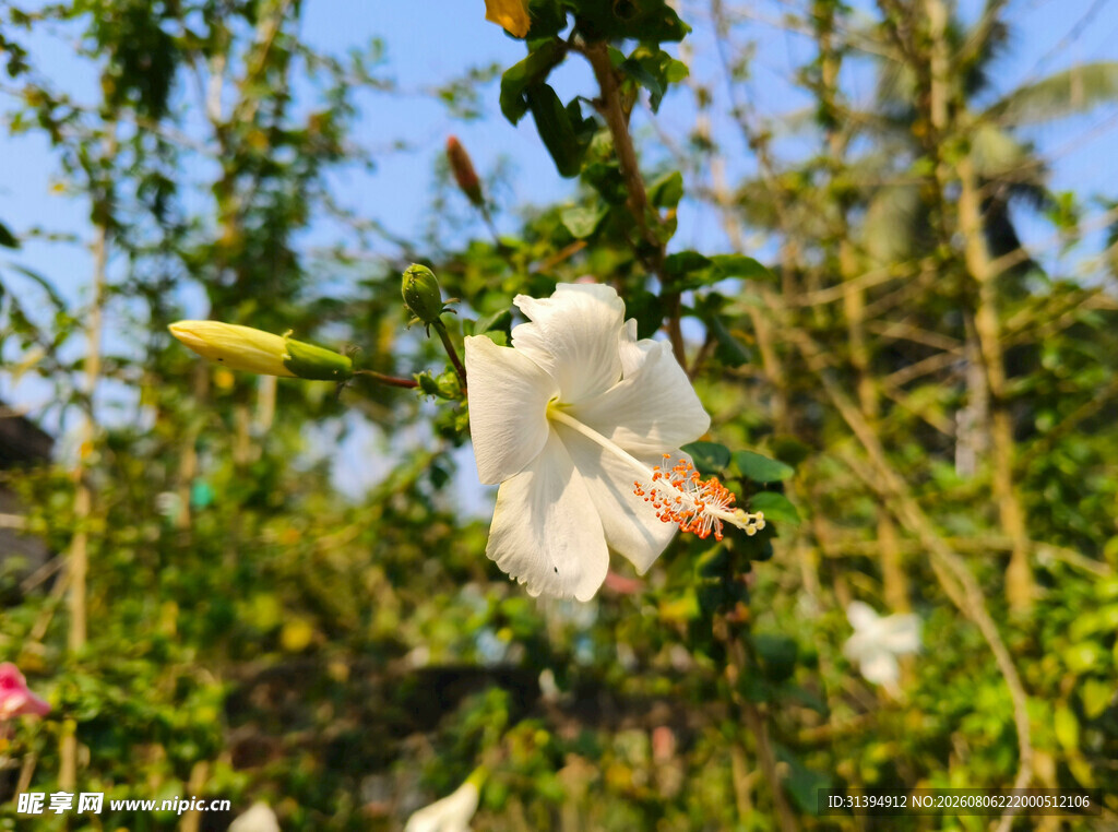 洁白木槿花绽放于枝头