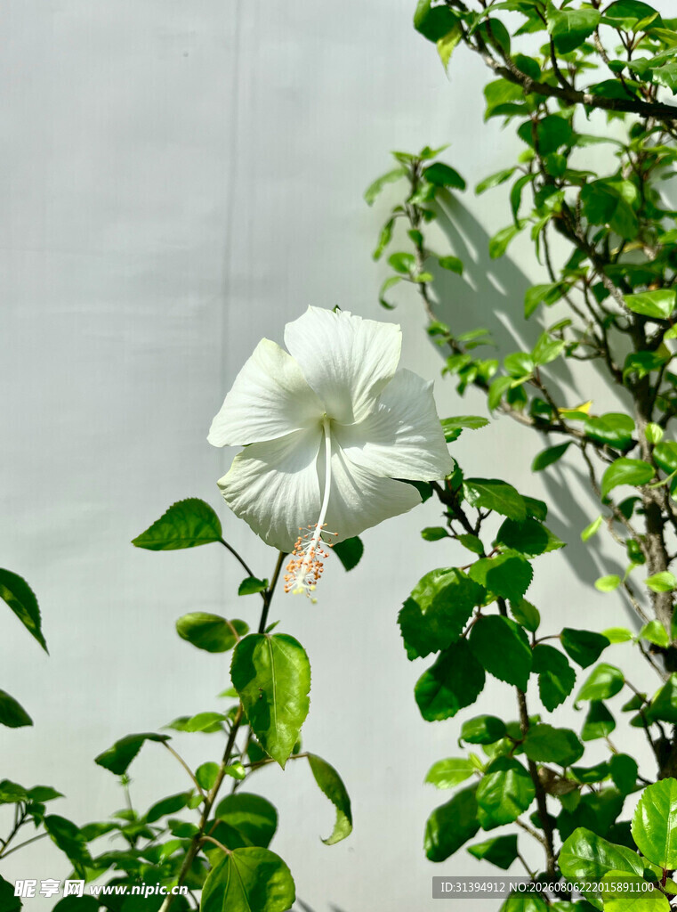 白色木槿花绽放