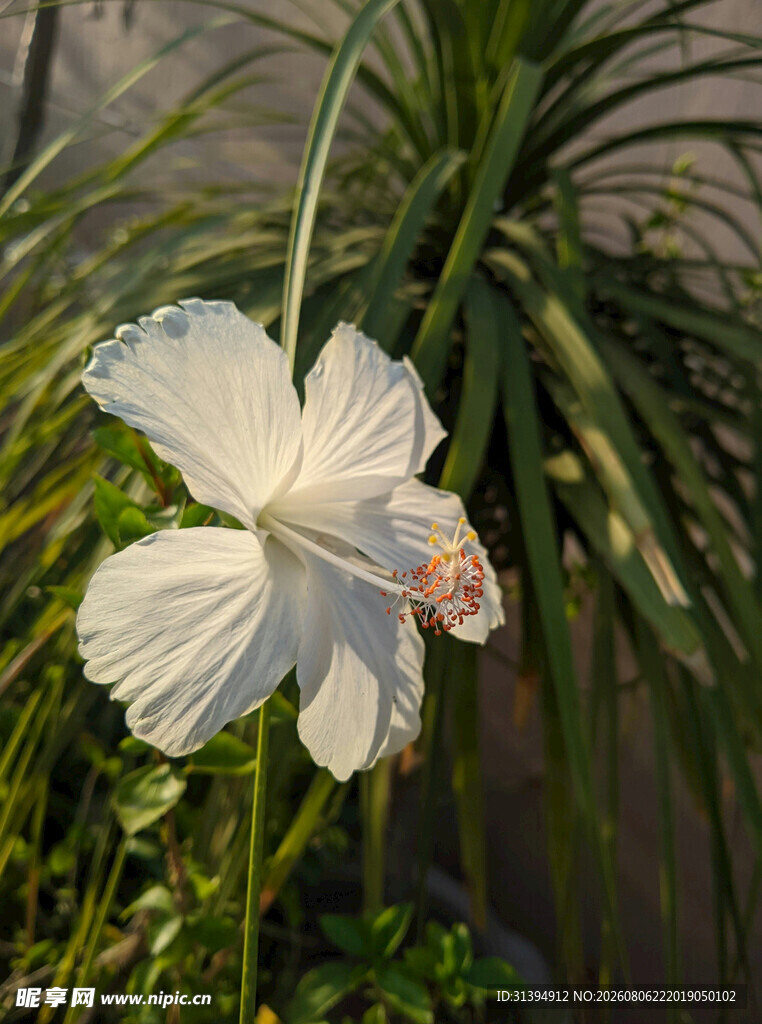 白色木槿花特写
