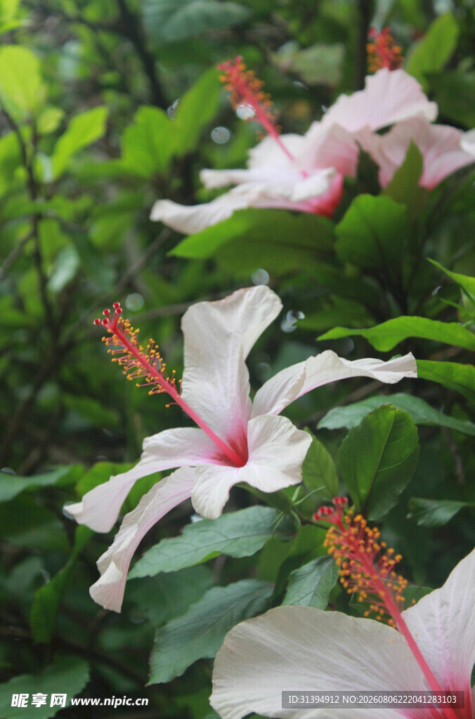 木槿花