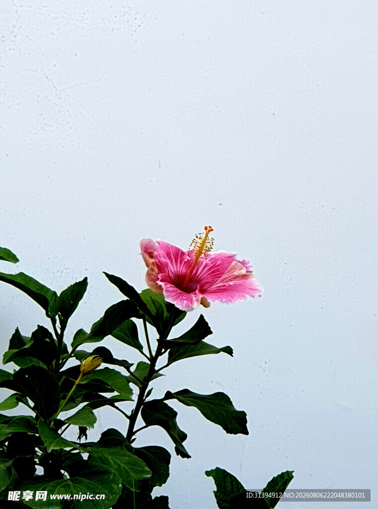 木槿花