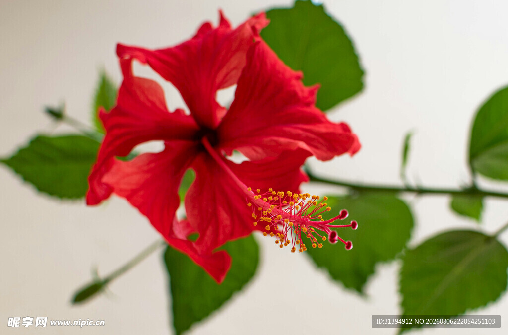 木槿花
